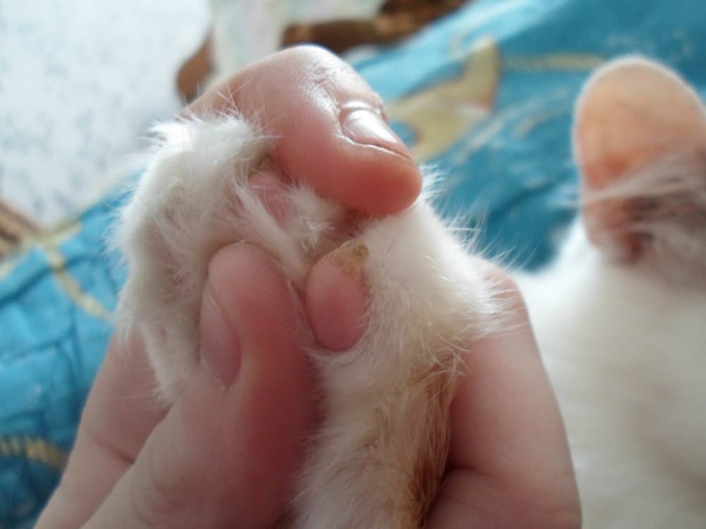 5 причин наростов на подушечках лап у кошек - как лечить