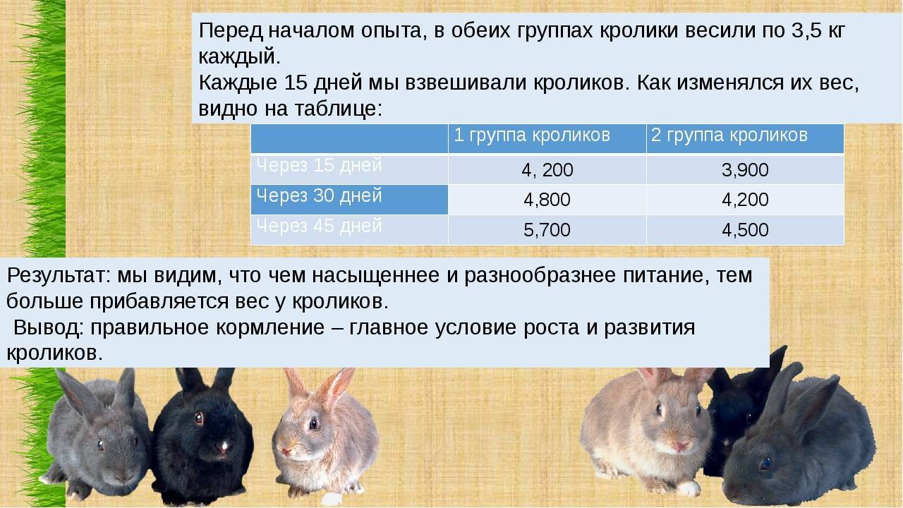 Почему крольчиха съедает или разбрасывает своих крольчат