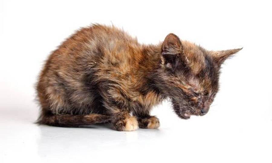 Чем лечить насморк у кота в домашних условиях: что делать, капли при лечении насморка