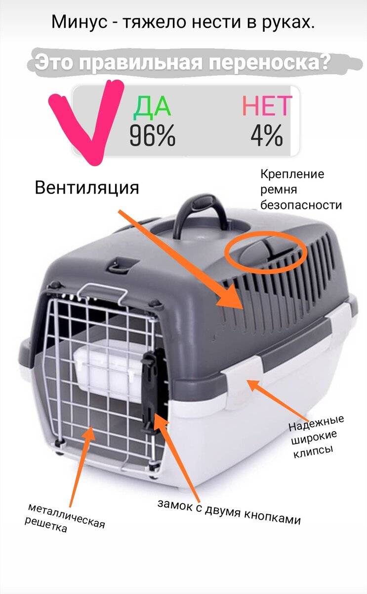 Правила перевозки кошек в салоне самолета