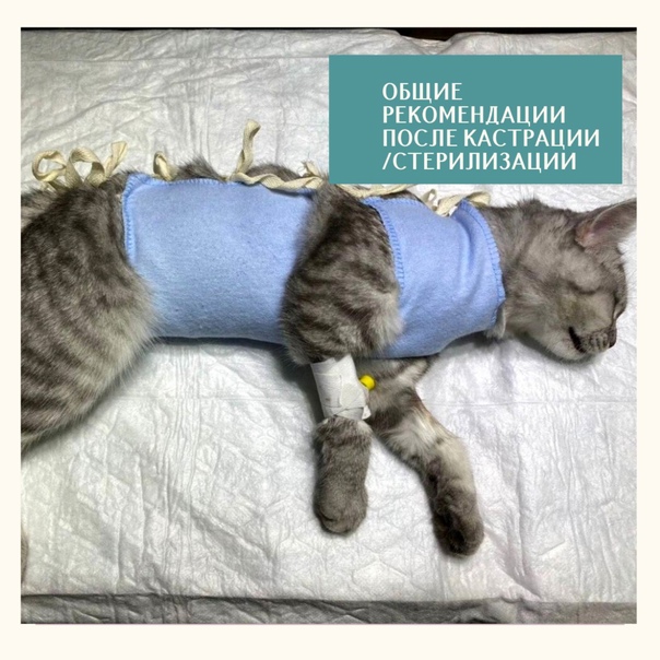 Кошка после стерилизации - уход после операции в домашних условиях