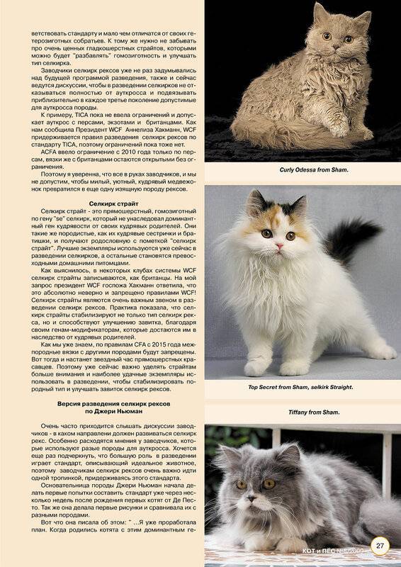 Уральский рекс: 125 фото кошки, характеристика породы, стандарты, уход и цена за котенка