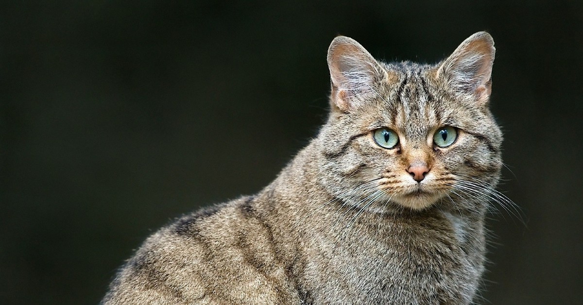 Европейский дикий лесной кот: 50 фото, описание, окрас, характер, среда обитания