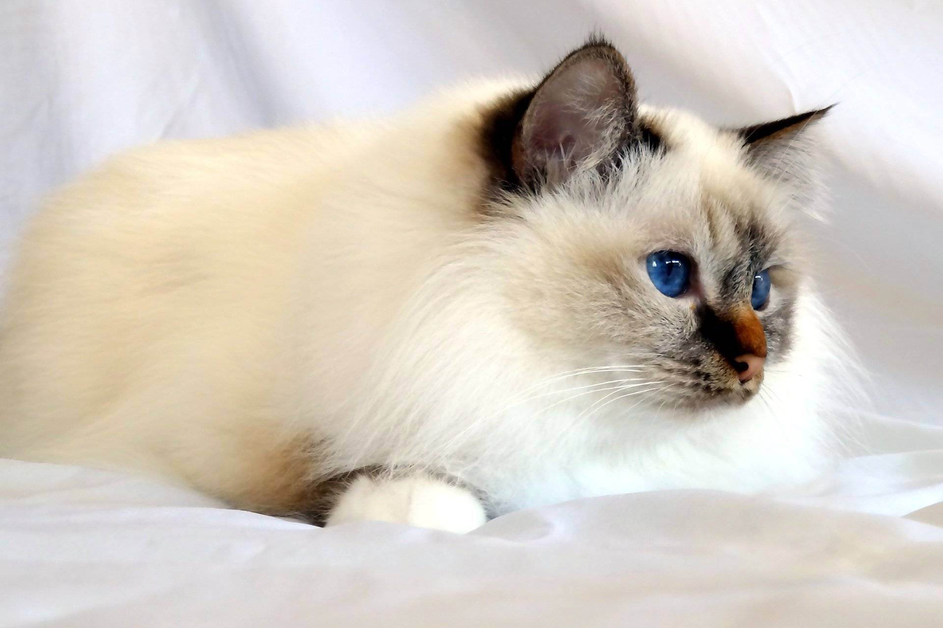 Сиамская кошка: описание породы, характеристики и уход