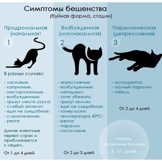 Лишай у кошек - ответы ветеринаров на все вопросы по болезни