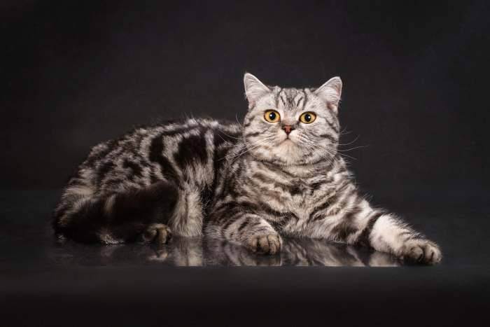 Пять принципов комфортной жизни кошки в квартире | лолкот.ру