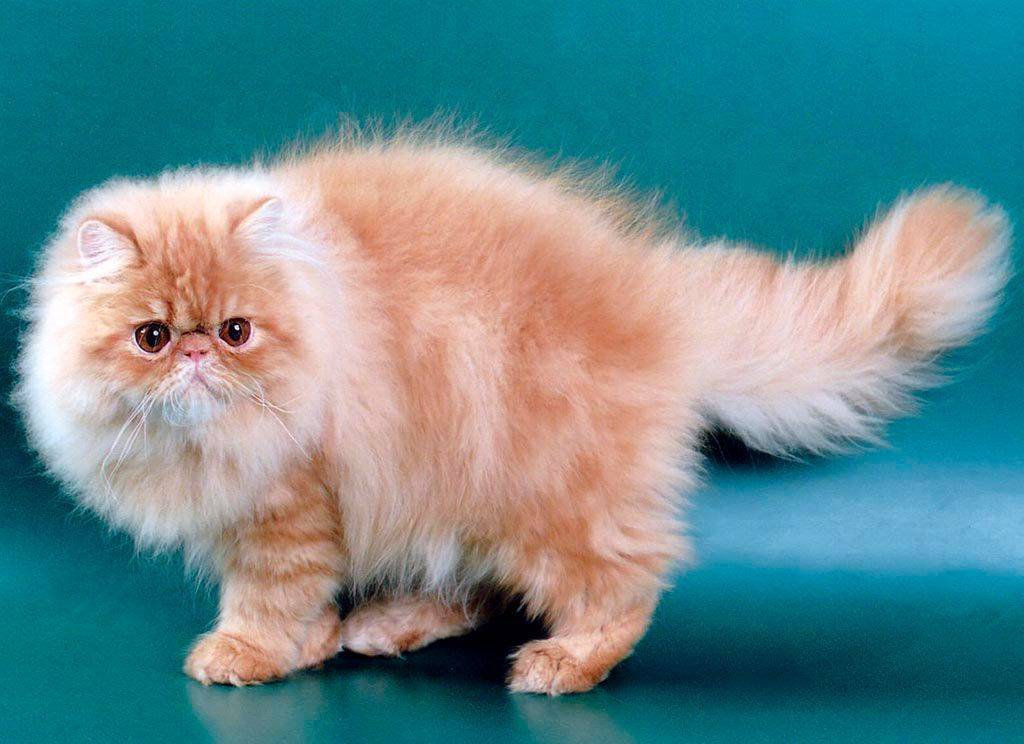 Пушистые кошки: названия пород, их описание и фото