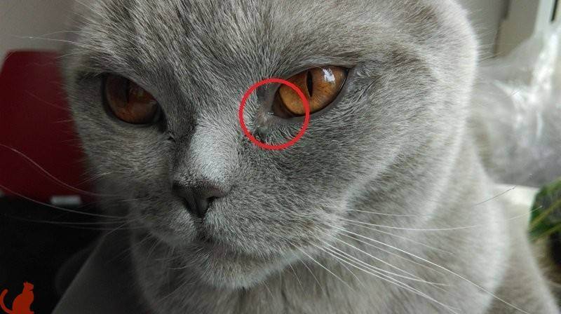 У кота текут глаза и нос чем лечить