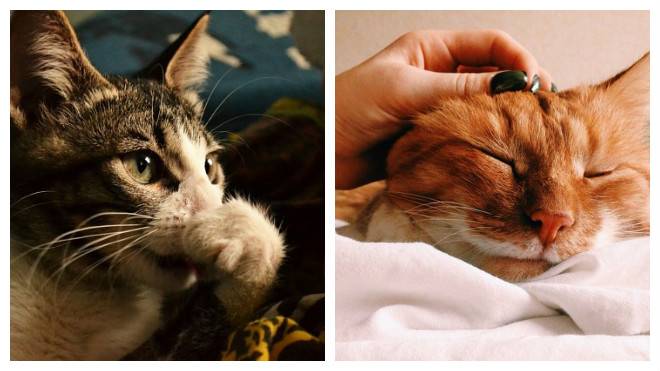Ринит (насморк) у кошек и котов - симптомы, лечение, препараты, причины появления | наши лучшие друзья