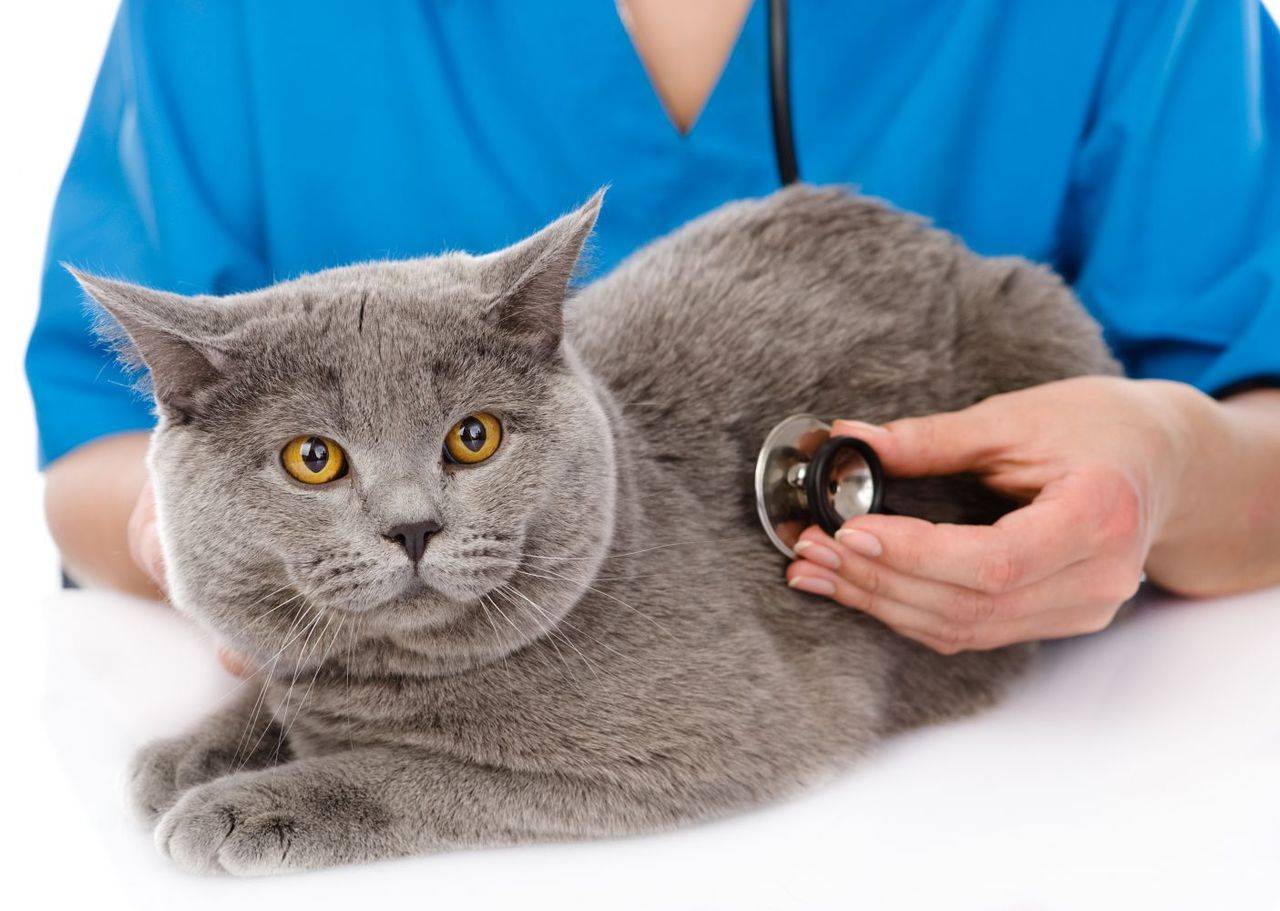 Лишай у кошки: причины, симптомы, лечение | блог ветклиники "беланта"