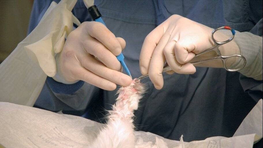 Страшные последствия операции мягкие лапки (удаление когтей) у котов