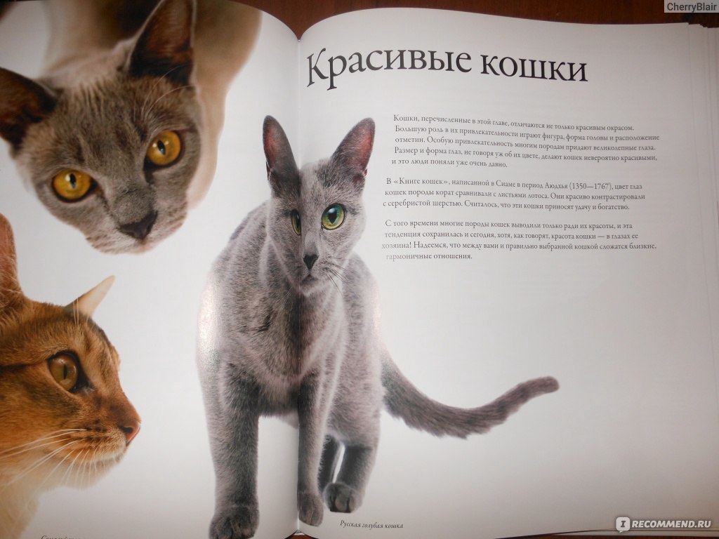 Лучшие породы кошек