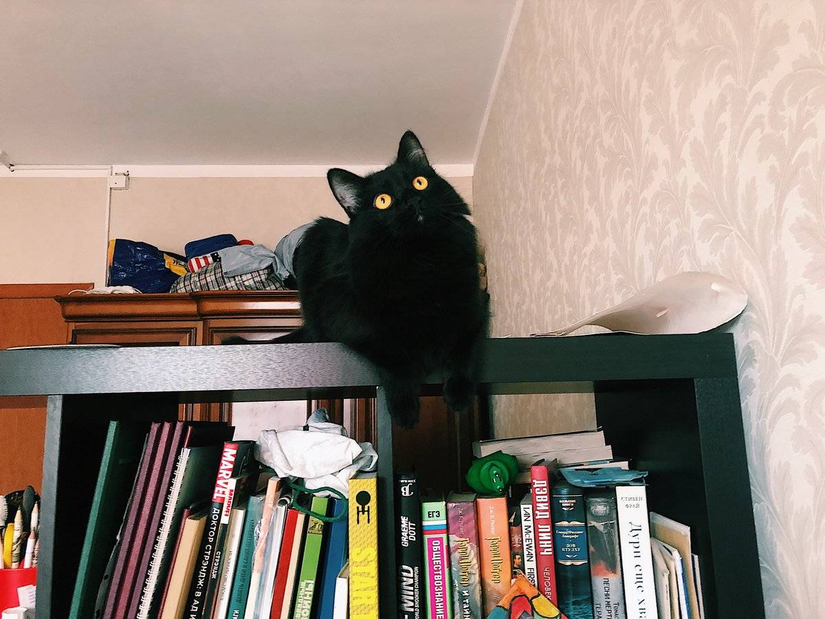 Кошка прячется в темные места — почему и что делать?