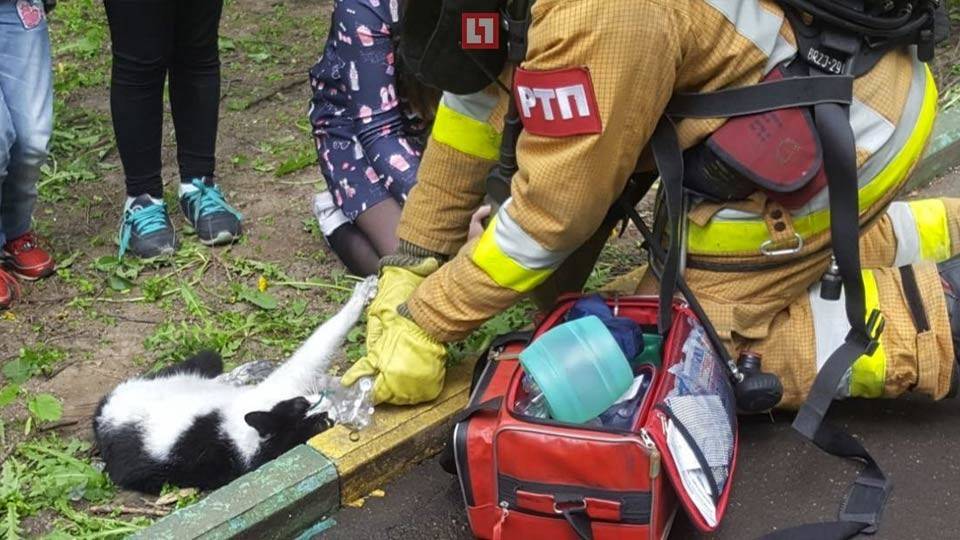 День спасения кошек. Спасатели спасают котика. Мончегорские спасатели спасли кота.