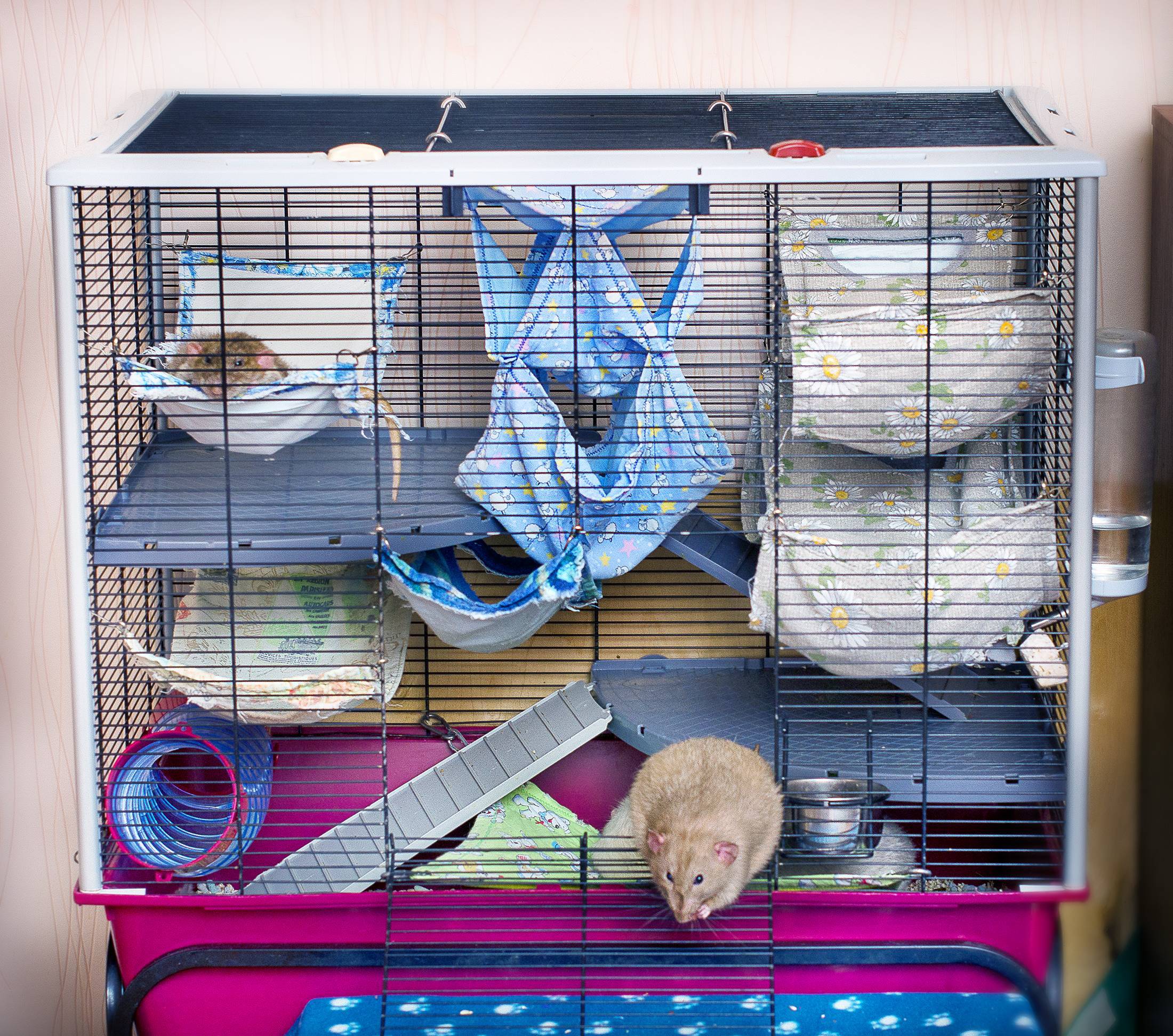 Все об уходе и содержании декоративных домашних крыс