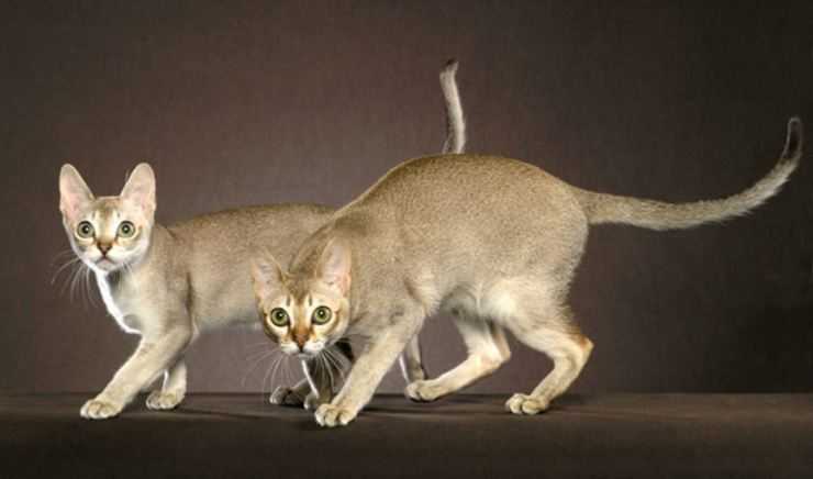 Ликой (36 фото): описание кошек и котов новой породы, происхождение котят-оборотней. особенности содержания гипоаллергенных котов
