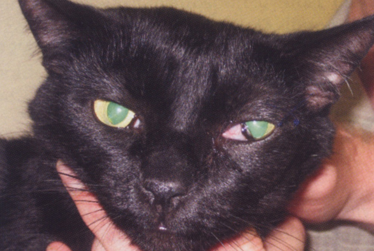У кошки коричневые выделения из глаз