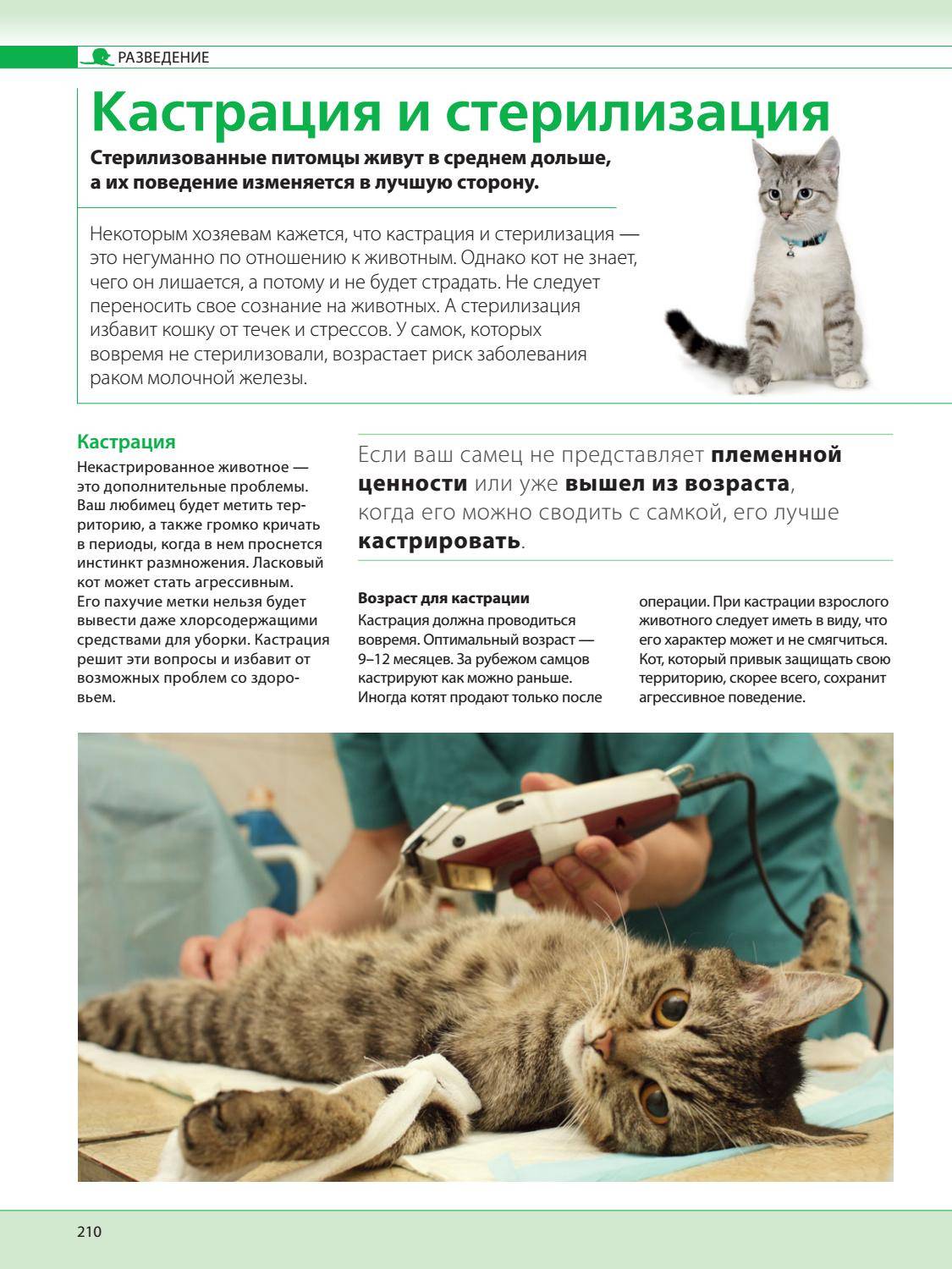 Кастрировать ли кота - доводы за и против кастрации, вред и польза от процедуры