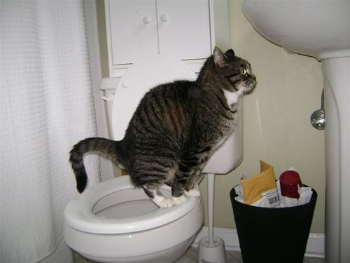 Как часто котенок ходит в туалет: по большому и по маленькому