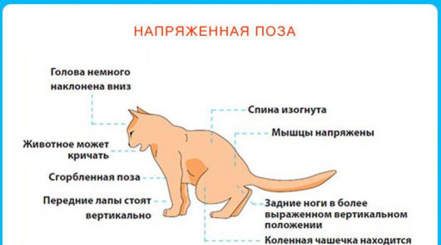 Жидкий стул с кровью у кота: причины и лечение