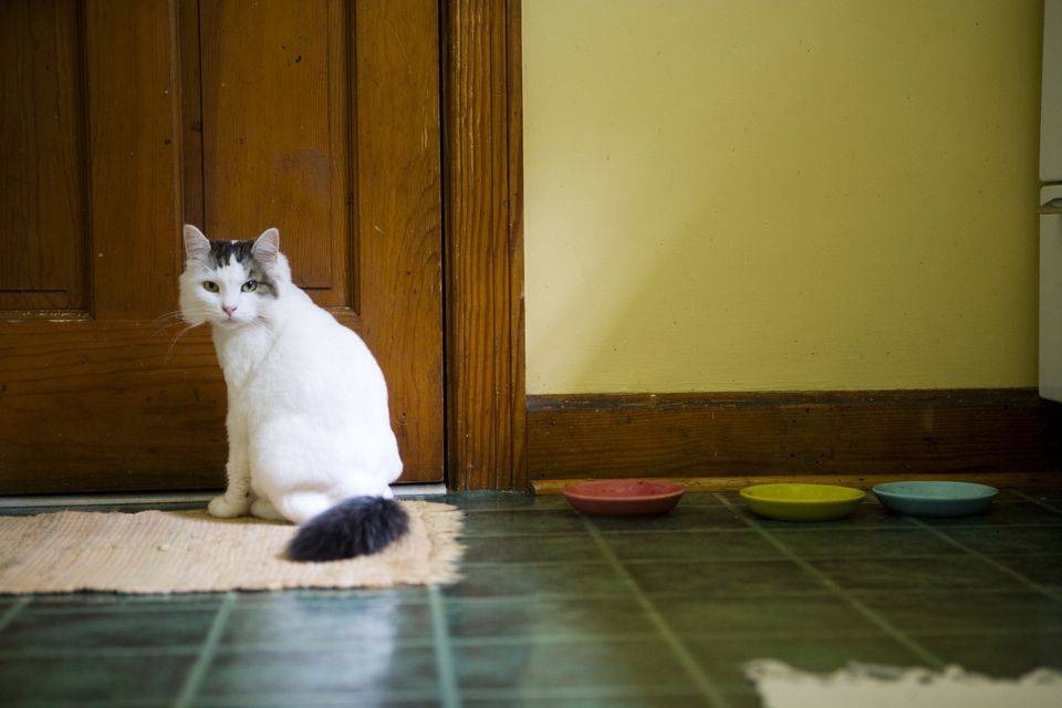 Что сделать, чтобы коты не метили входную дверь?