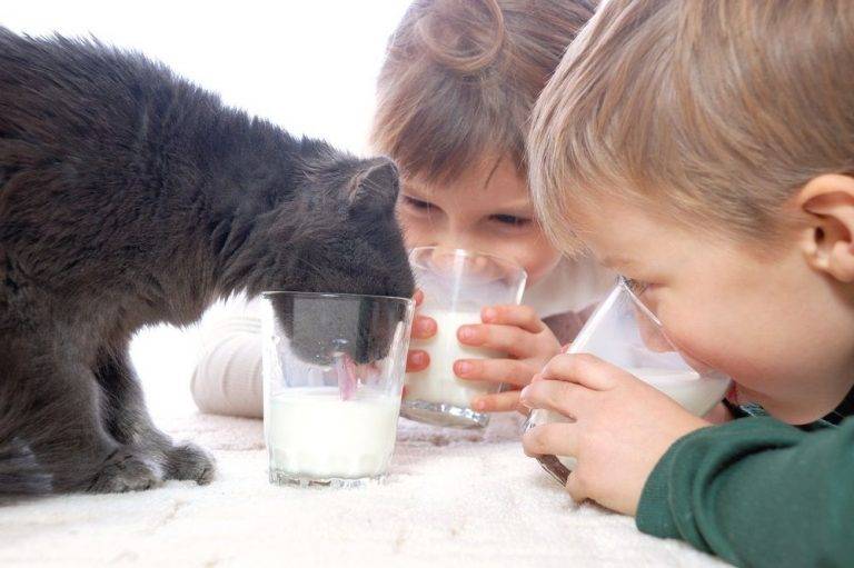 Можно ли кошкам молоко? почему нельзя давать кошкам и котам молоко после стерилизации и кастрирования? можно ли сухое молоко котятам и взрослым? почему кошки любят молоко?