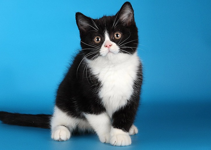 Черно-белый кот, кошка, котенок: какое название у породы с таким окрасом?