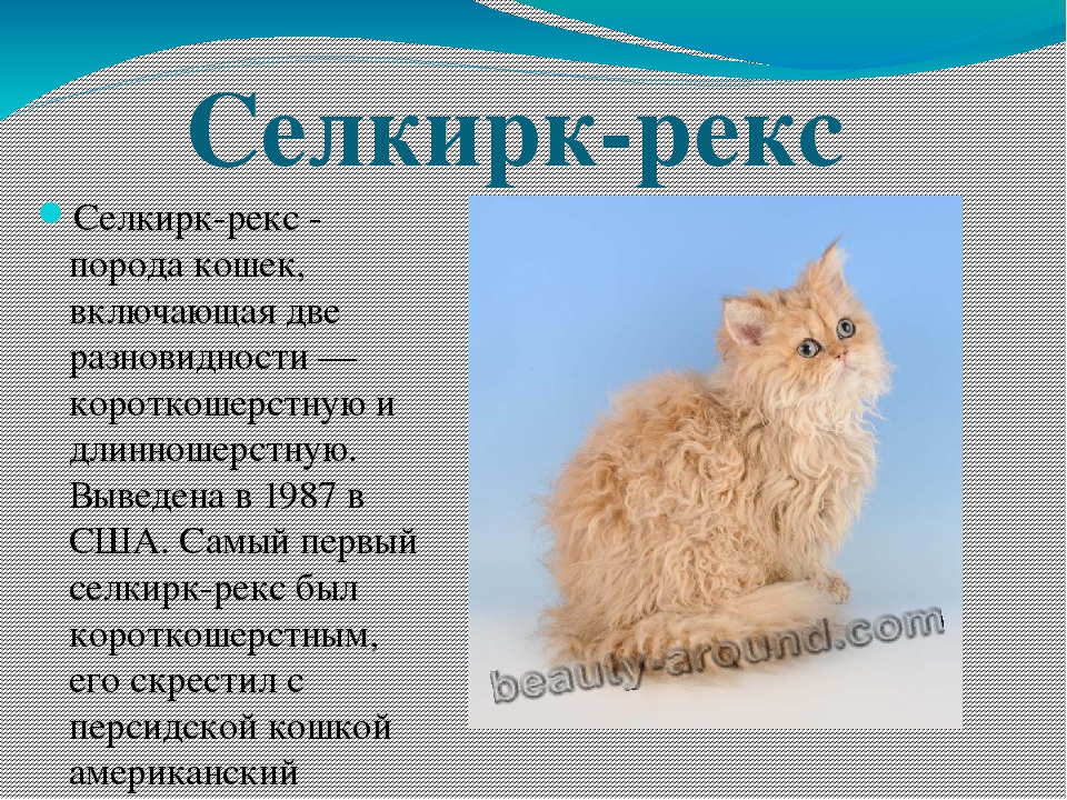 Порода кошек корниш рекс: 130 фото, видео описание кошек и советы по уходу за породой