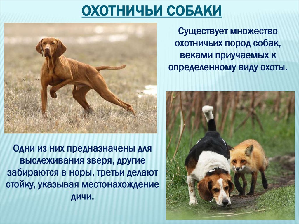 Породы охотничьих собак с фотографиями и названиями * маленькие и большие псы для охоты