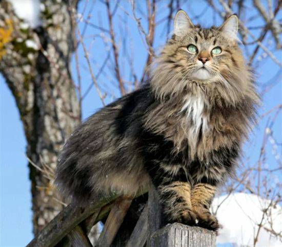 Норвежская лесная кошка: описание породы, характер, цена, содержание и уход, фото