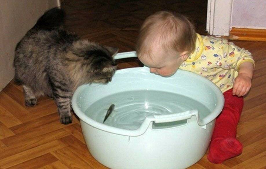 Когда котята начинают есть самостоятельно, как научить их кушать самим
