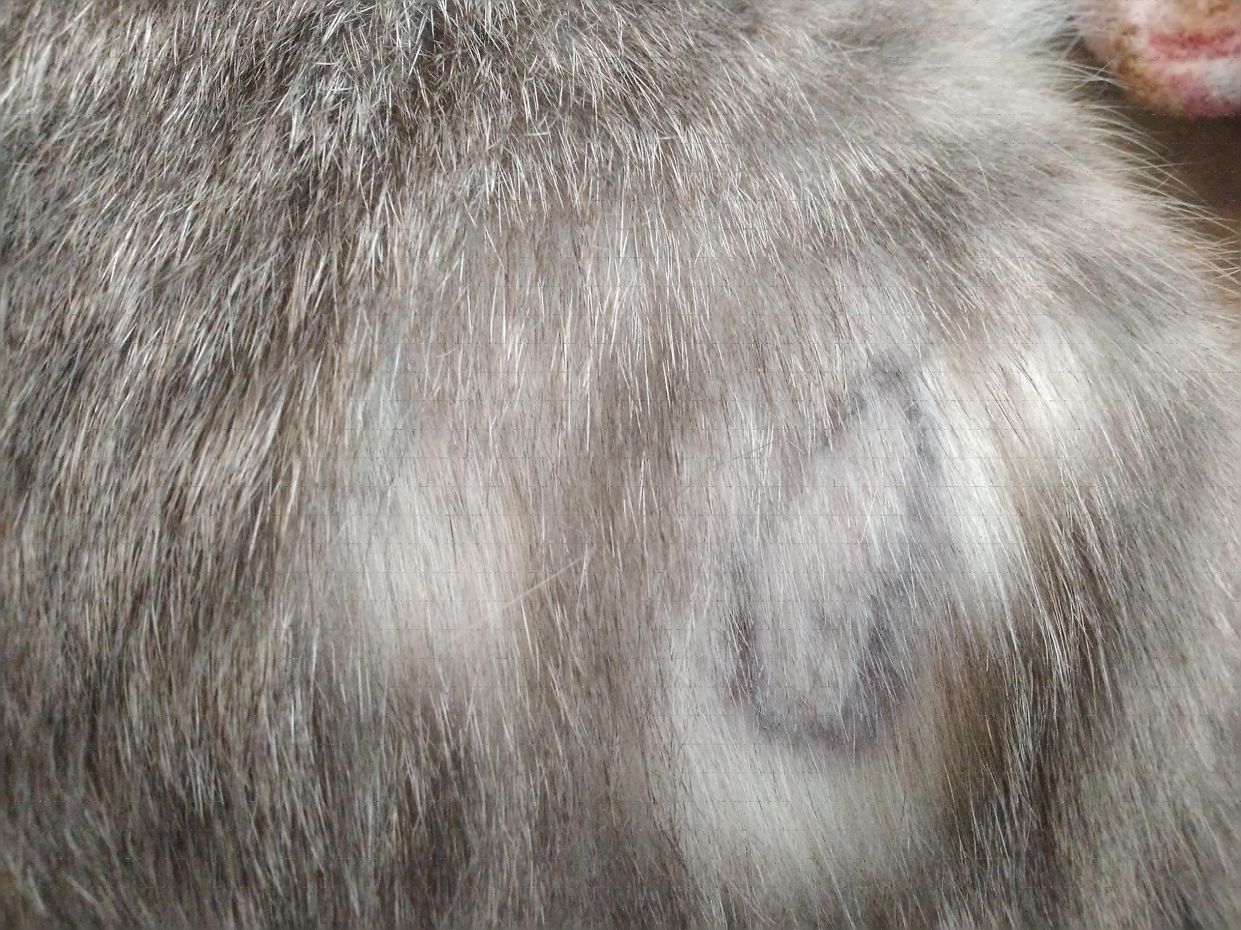 Блошиный дерматит у кошек: причины, симптомы, лечение