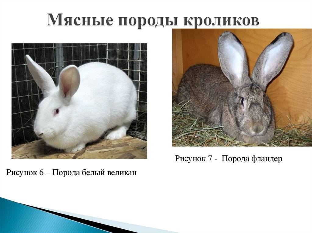 Калифорнийские кролики: описание и характеристика породы, вес, размеры, чем кормить, разведения и содержания в домашних условиях, фото, видео