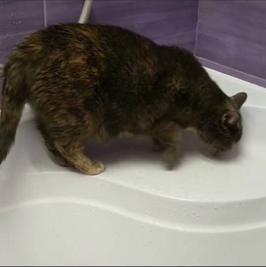 Кот много пьет воды и часто ходит в туалет: причины