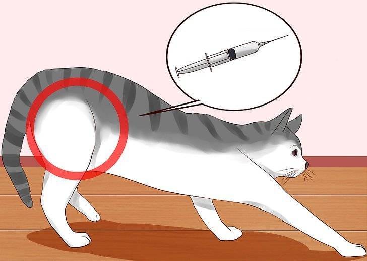 Как сделать собаке укол внутримышечно и подкожно: инструкция, видео