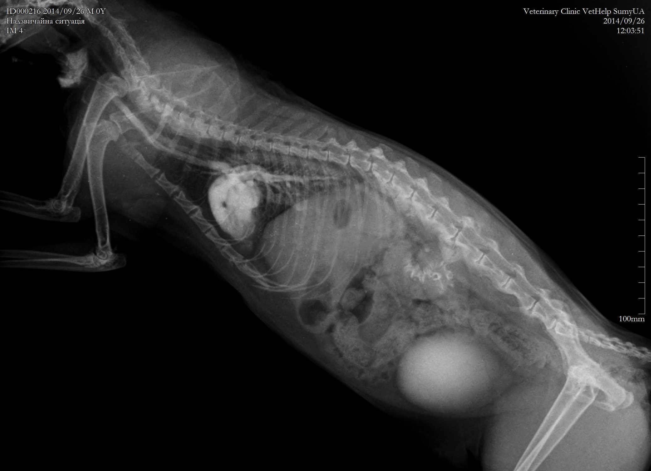 Рак груди у кошек: как помочь питомцу