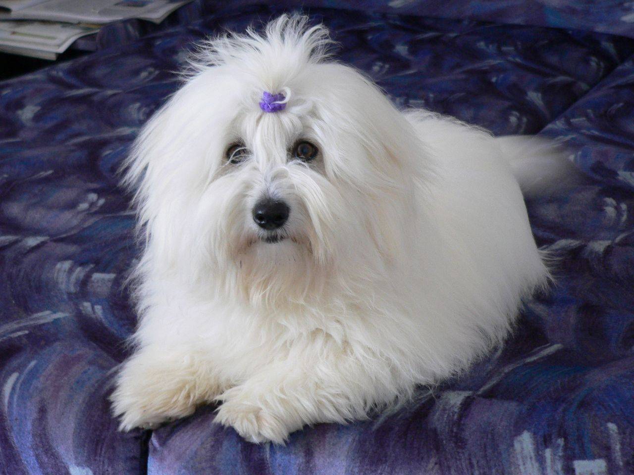Котон-де-тулеар: питомец, удостоенный звания «королевская собака мадагаскара»