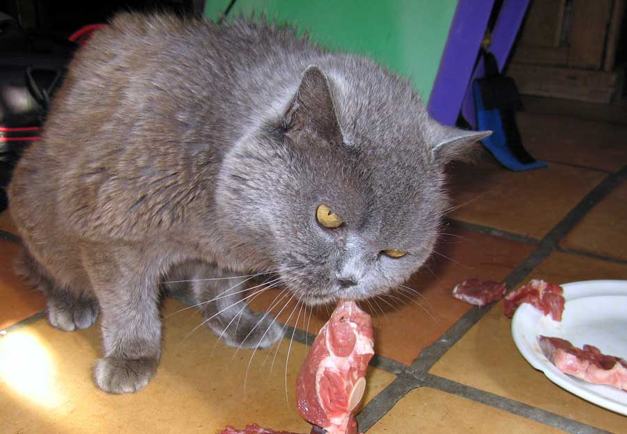 Можно ли кормить кастрированного кота рыбой – корм для стерилизованной кошки