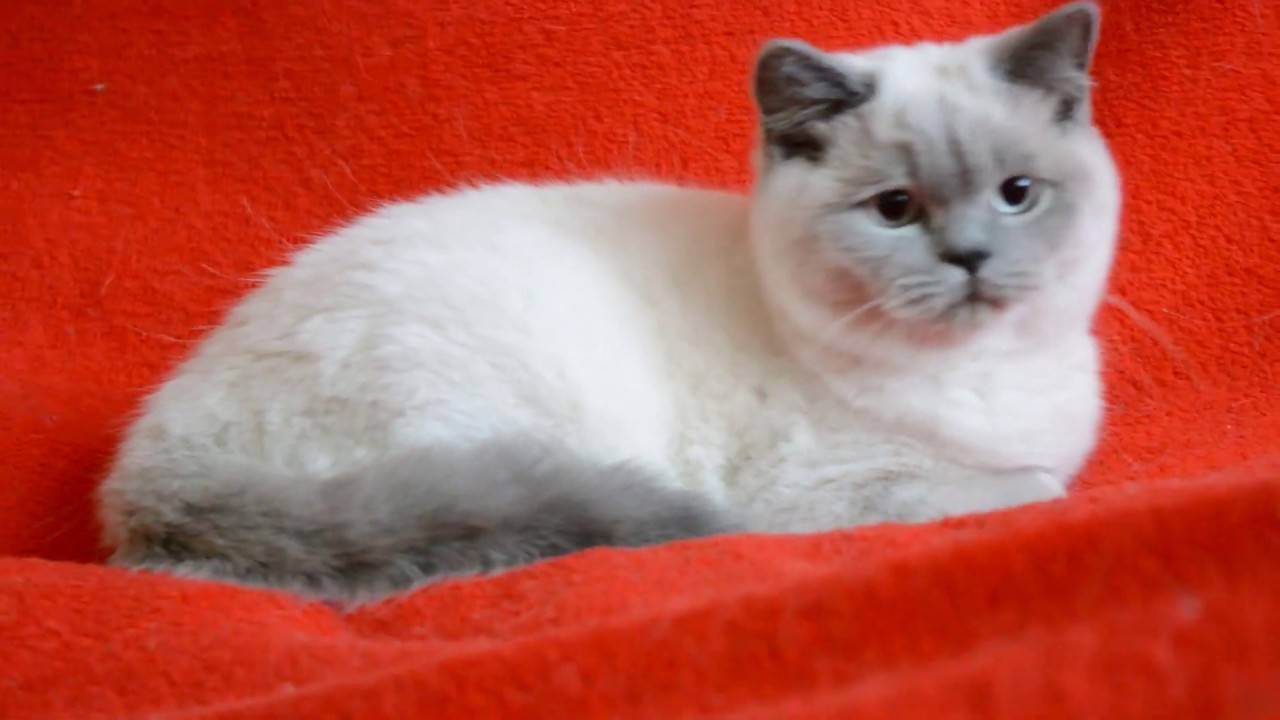 Окрасы тайских кошек (30 фото): описание кошек табби-пойнт и сил-тебби-поинт, блю-пойнт и других окрасов
