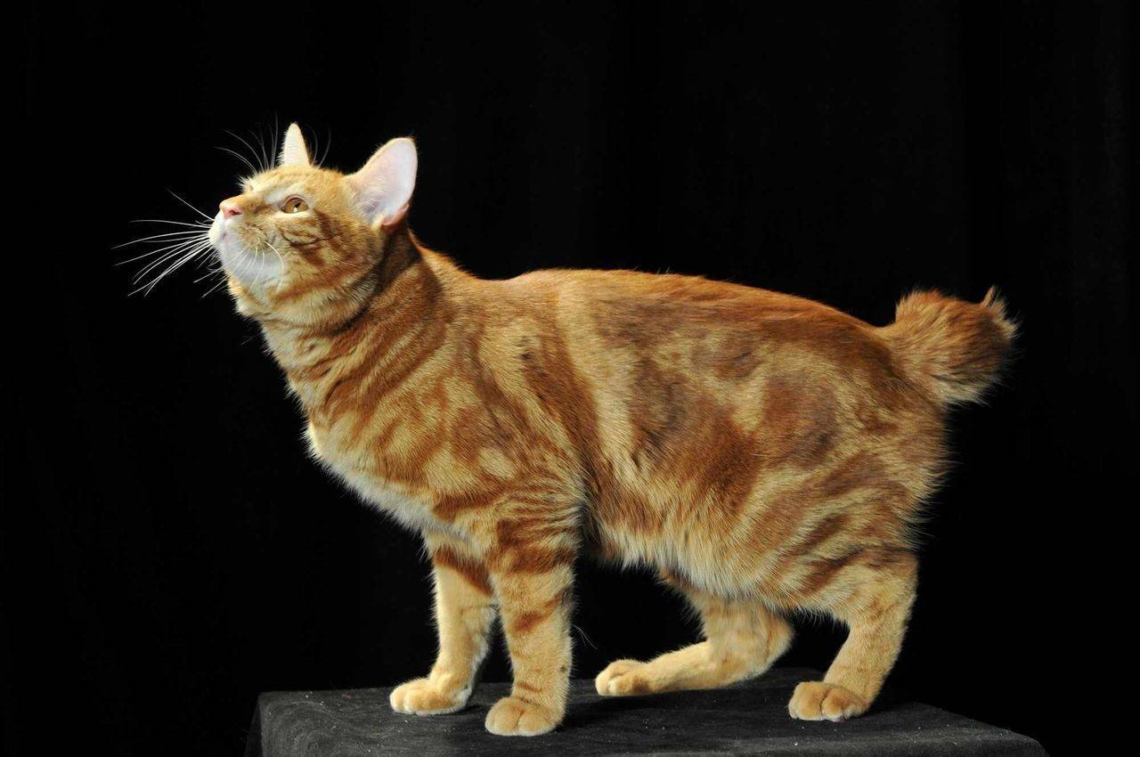 Бобтейл курильский (фото): русская короткохвостная кошка