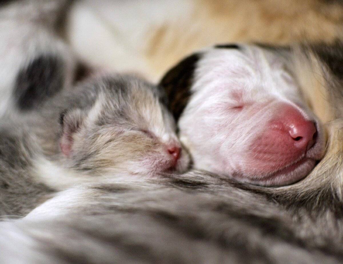 Новорожденные котята и щенки