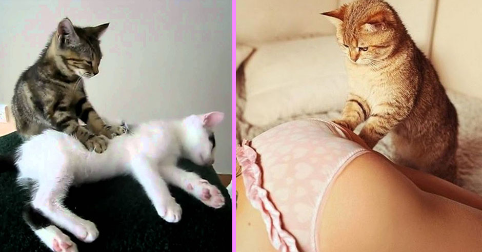 Почему кошка топчет вас лапками? | блог ветклиники "беланта"