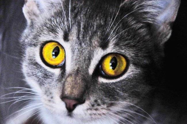 38 опасных болезней кошек — лечение и симптомы