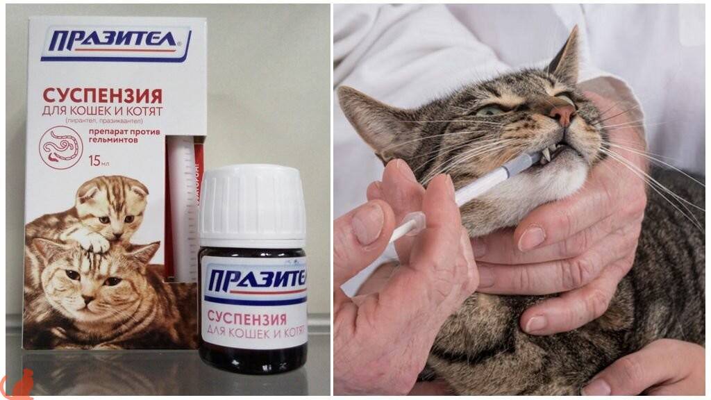 Как правильно открыть кошке рот, чтобы дать ей жидкое лекарство из шприца от глистов: видео урок