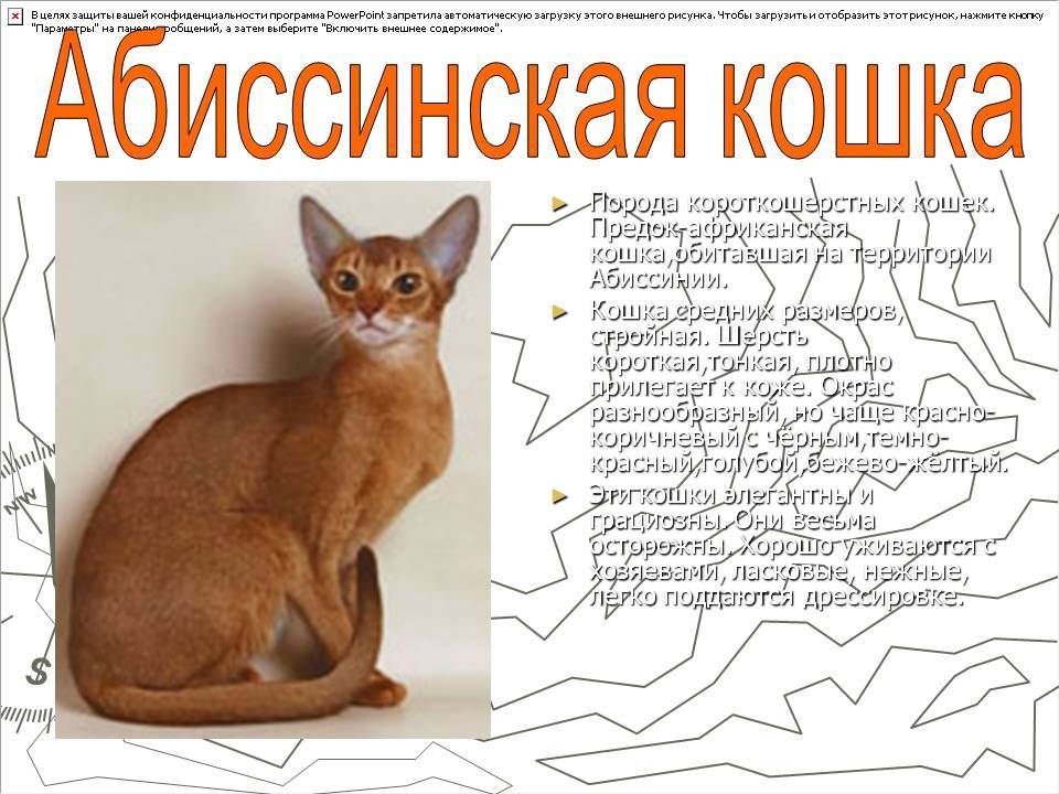 Абиссинская кошка: фото, описание, характер, цена кошки, отзывы ✔