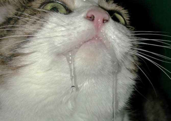 Пена изо рта у кошки: причины, что делать, диагностика