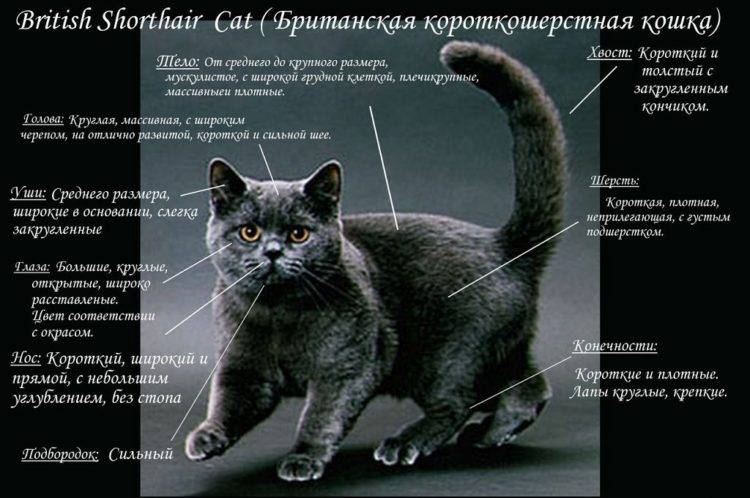 Мышиный котик: характеристика внешности кота и поведение пород кошек с большими ушами