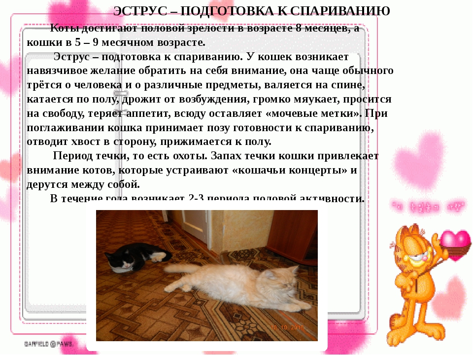 Признаки и сроки полового созревания у котов и кошек: в каком возрасте животные становятся половозрелыми?