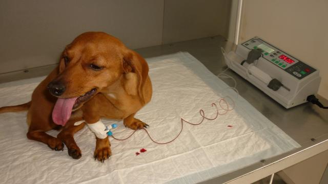 Дископатия у собак: её симптомы, лечение позвонков шейного и пояснично-грудного отдела, от чего появляется, как лечить в домашних условиях