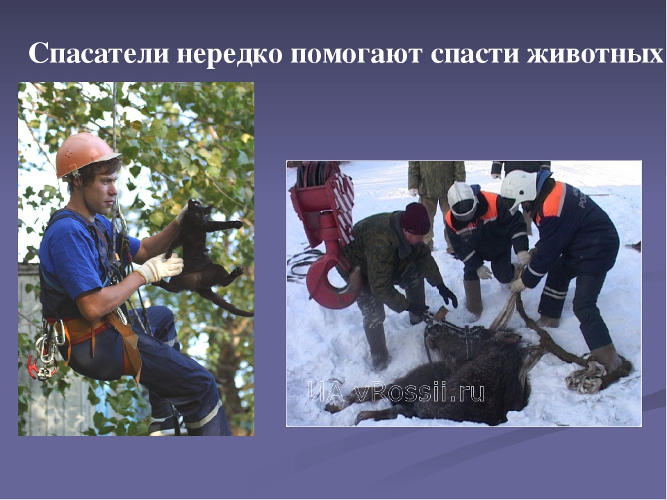 10 примеров героического спасения животными человека | divolog.ru